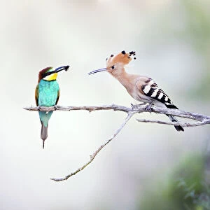 Bee Eaters Collection: Related Images
