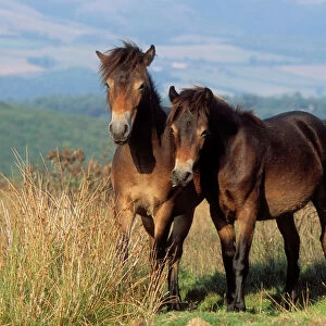 Horses Collection: Exmoor Pony