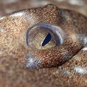 Eye of Wobbegong Shark- reef associated shark, marine, Australian and central Pacific waters