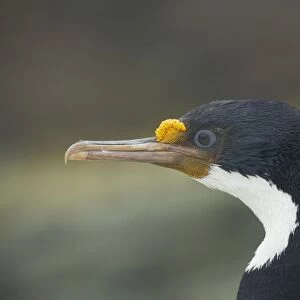 Falklands Shag - Head Phalacrocorax albiventer New Island Falklands BI008580