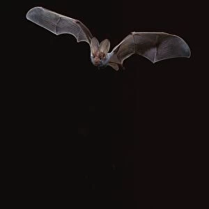 False Vampire / Ghost Bat - In flight at night northern Australia BIR00274