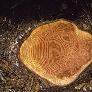 Felled Larch - showing growth rings on stump