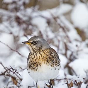 Fieldfare - in snow - winter - UK