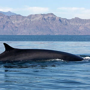 Fin Whale - Appearing above water Gulf of California (Sea of Cortez), Mexico