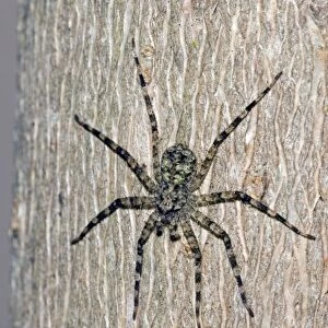 Flattie Spider - resting on tree trunk, showing camouflage colouring -Grahamstown, Eastern Cape, South Africa