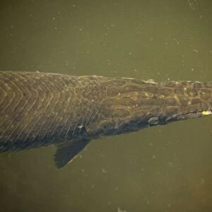 Florida Gar Fish. Can survive in deoxygenated waters with the aid of an air bladder. Has toxic roe. USA