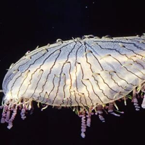Flower Hat Jelly Fish Sea of Japan (southern Japan)