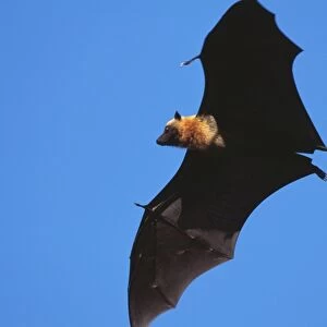 Pteropodidae Collection: Seychelles Flying Fox