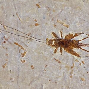 Fossil Cricket - Santana Formation - Brazil - Early Cretaceous Period