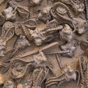 Fossil Crinoids - Jimbacrinus Bostocki - Permian Gascoyne River, Western Australia