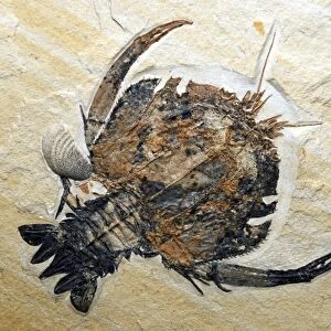 Fossil crustacean; Jurassic, Bavaria
