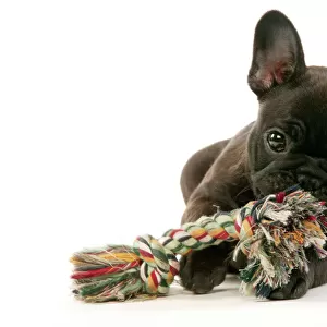 French Bulldog Puppy Chewing toy