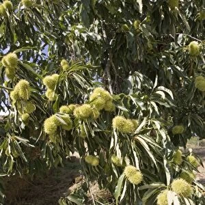 Fruit of sweet chestnut tree Montesinho National Park, Tras-on-Montes Portugal