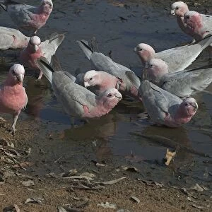 Galah - Drinking at waterhole Near Pine Creek, Northern Territory, Australia. Abundant throughout almost all of Australia. Typically a bird of the interior. Sometimes shot by farmers when birds descend on crops