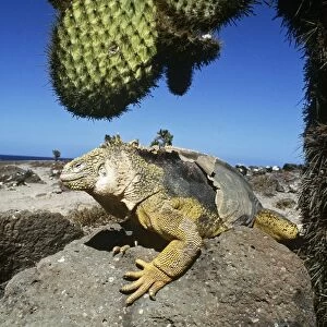 Galapagos Land Iguana - below Cactus (Opuntia sp. ), Plaza Islands, Galapagos AU-1568