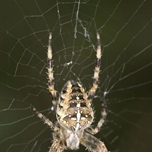 Garden Spider Female at centre of Web Norfolk UK