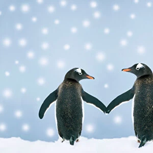 Penguins Collection: Gentoo