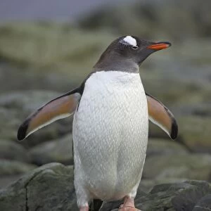 Gentoo Penguin Pygoscelis papua Ronge Island Antarctica Penninsular BI007734