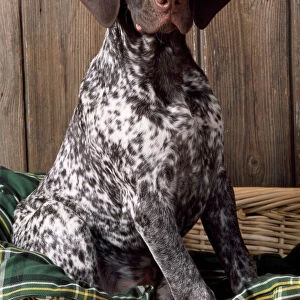 German Short-haired Pointer Dog