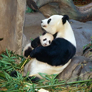 Bears Collection: Giant Panda