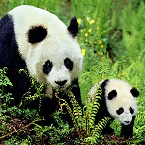 Ursidae Collection: Giant Panda