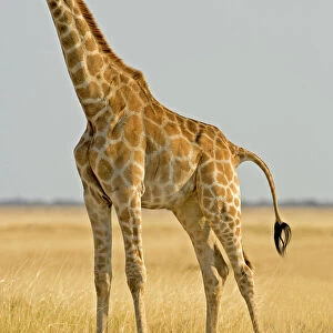 Giraffidae Collection: Giraffa