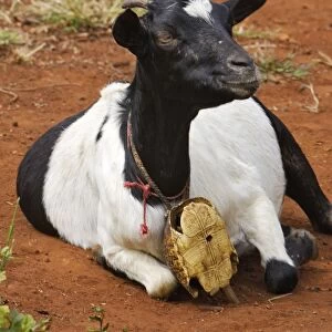 Goat - Carries a turtle cloche around neck. Chevre Surma; southwest Ethiopian tribe. Village around the town of Kibisch Ethiopia