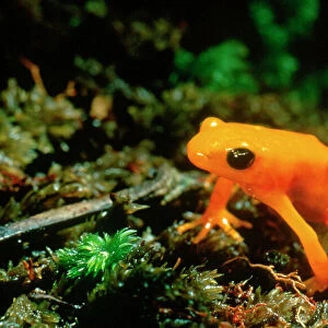 Gold Mantella / Frog. Madagascar