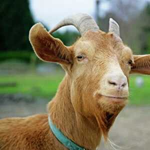 Goats Collection: Golden Guernsey