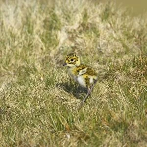 Golden Plover - Chick Yell, Shetland, UK BI010705