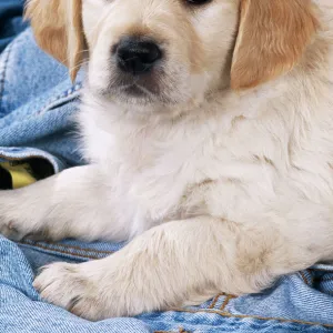 Golden Retriever Dog Puppy on denim jeans