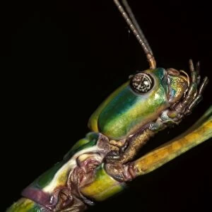 Goliath stick insect - female head. Females can reach 20 cm