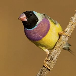 Gouldian Finch black-headed morph perched About 75% of the population are black-headed morphs. Gouldian Finches occur across the Top End from the Kimberley to the far north of Queensland but in much smaller numbers than previously