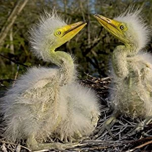 Great / Common / American Egret - nestlings - Louisiana - USA