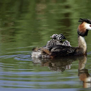Grebes Collection: Great Crested Grebe