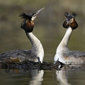 Great Crested Grebes - Pair beside courtship platform, showing head shaking ritual. Hessen, Germany