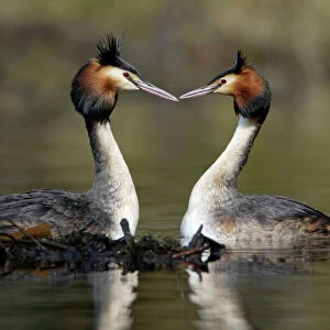 Grebes Collection: Great Grebe