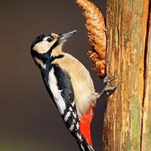 Great Spotted Woodpecker - female at fir cone "anvil"