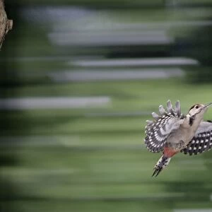 Great Spotted Woodpecker (juvenile) - in flight