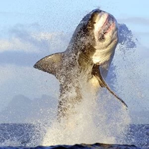 G Collection: Great White Shark