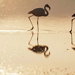 Flamingos Collection: Greater Flamingo