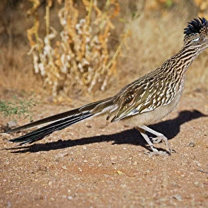 Cuckoos Collection: Greater Roadrunner