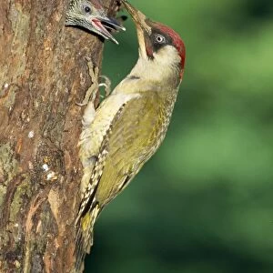 Green Woodpecker - feeding young