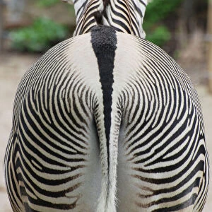 Equidae Collection: Grevys Zebra
