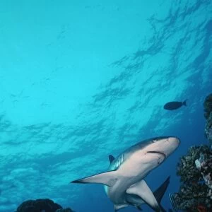 Grey Reef Shark - Shark swimming through coral reef in very clear water. Marion Reef. Coral sea. Australia. GRS-014