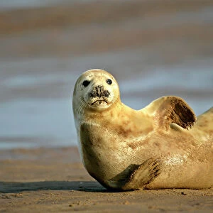 Phocidae Collection: Grey Seal