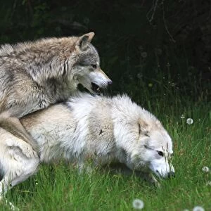 Grey / Timber Wolf - Adults mating. Montana - United States