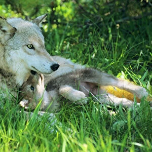 Dogs (Wild) Collection: Gray Wolf