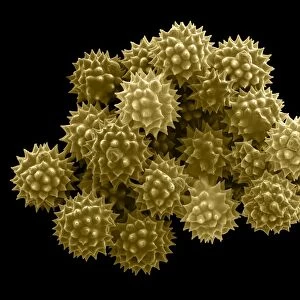 Groundsel Pollen