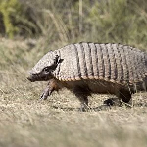 Hairy Armadillo Photographed in Patagonia, Argentina